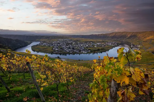 Sonbaharda güzel üzüm bağları, sarı yapraklar, üzüm bağlarının arasında rüya gibi bir gün doğumu. Moselle 'in ve Piesport yakınlarındaki Moselle Vadisi' nin sarmaşıkları arasından bakın..