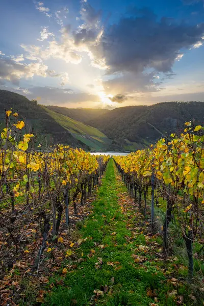 Sonbaharda güzel üzüm bağları, sarı yapraklar, üzüm bağlarının arasında rüya gibi bir gün doğumu. Moselle 'e giden iki sıra sarmaşığı incele.
