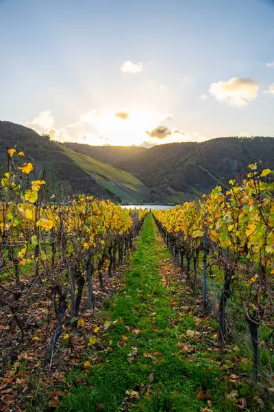 Sonbaharda güzel üzüm bağları, sarı yapraklar, üzüm bağlarının arasında rüya gibi bir gün doğumu. Moselle 'e giden iki sıra sarmaşığı incele.
