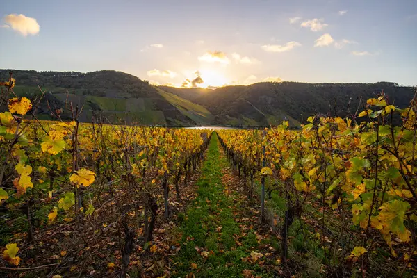 Sonbaharda güzel üzüm bağları, sarı yapraklar, üzüm bağlarının arasında rüya gibi bir gün doğumu. Moselle 'e giden iki sıra sarmaşığı incele.