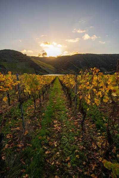 Sonbaharda güzel üzüm bağları, sarı yapraklar, üzüm bağlarının arasında rüya gibi bir gün doğumu. Moselle 'e giden iki sıra sarmaşığı incele.