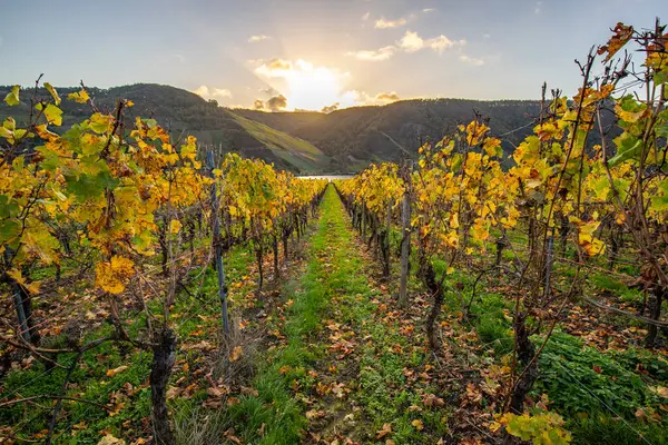 Sonbaharda güzel üzüm bağları, sarı yapraklar, üzüm bağlarının arasında rüya gibi bir gün doğumu. Moselle 'e giden iki sıra sarmaşığı incele.