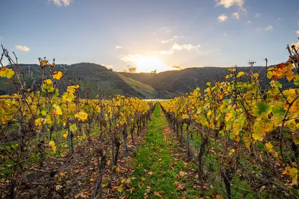 Sonbaharda güzel üzüm bağları, sarı yapraklar, üzüm bağlarının arasında rüya gibi bir gün doğumu. Moselle 'e giden iki sıra sarmaşığı incele.