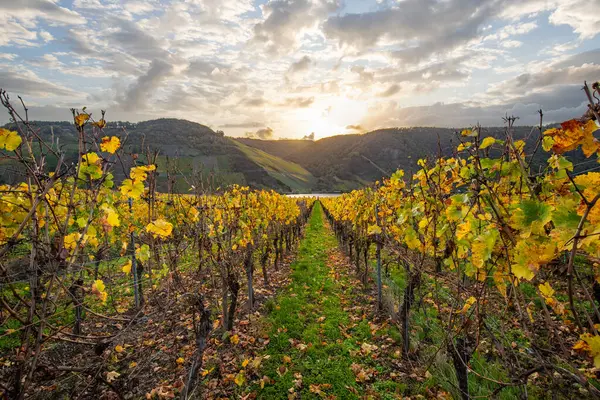 Sonbaharda güzel üzüm bağları, sarı yapraklar, üzüm bağlarının arasında rüya gibi bir gün doğumu. Moselle 'e giden iki sıra sarmaşığı incele.