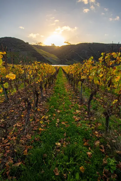 Sonbaharda güzel üzüm bağları, sarı yapraklar, üzüm bağlarının arasında rüya gibi bir gün doğumu. Moselle 'e giden iki sıra sarmaşığı incele.