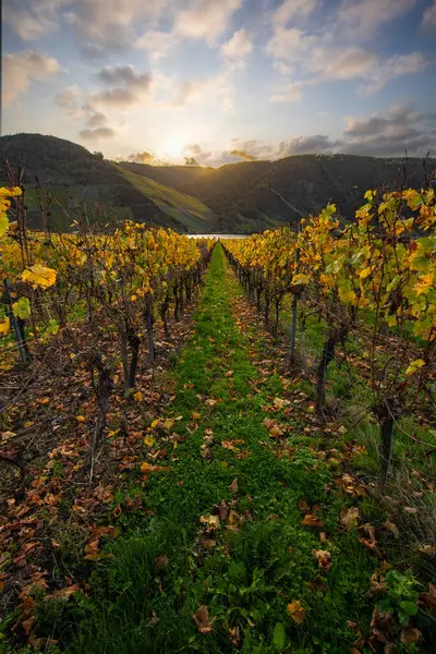 Sonbaharda güzel üzüm bağları, sarı yapraklar, üzüm bağlarının arasında rüya gibi bir gün doğumu. Moselle 'e giden iki sıra sarmaşığı incele.