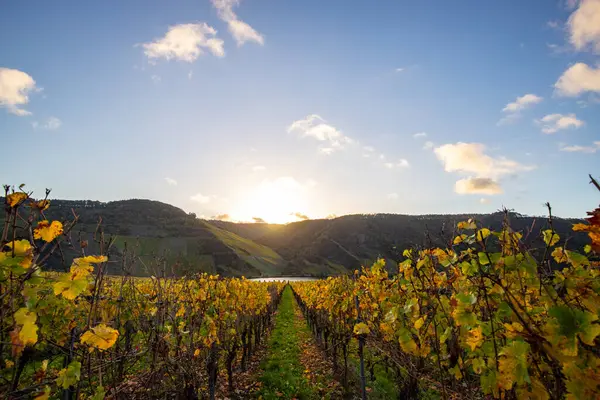 Sonbaharda güzel üzüm bağları, sarı yapraklar, üzüm bağlarının arasında rüya gibi bir gün doğumu. Moselle 'e giden iki sıra sarmaşığı incele.
