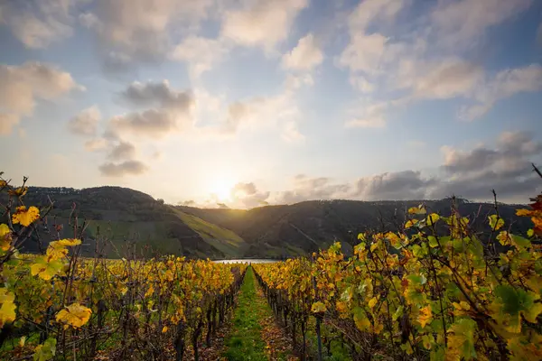 Sonbaharda güzel üzüm bağları, sarı yapraklar, üzüm bağlarının arasında rüya gibi bir gün doğumu. Moselle 'e giden iki sıra sarmaşığı incele.