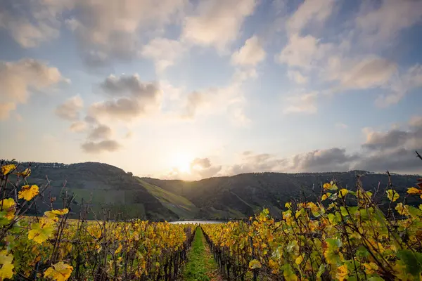 Sonbaharda güzel üzüm bağları, sarı yapraklar, üzüm bağlarının arasında rüya gibi bir gün doğumu. Moselle 'e giden iki sıra sarmaşığı incele.