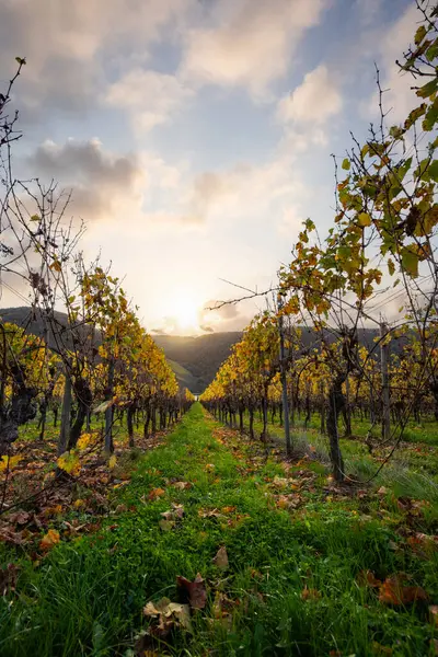 Sonbaharda güzel üzüm bağları, sarı yapraklar, üzüm bağlarının arasında rüya gibi bir gün doğumu. Moselle 'e giden iki sıra sarmaşığı incele.