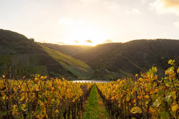 Sonbaharda güzel üzüm bağları, sarı yapraklar, üzüm bağlarının arasında rüya gibi bir gün doğumu. Moselle 'e giden iki sıra sarmaşığı incele.