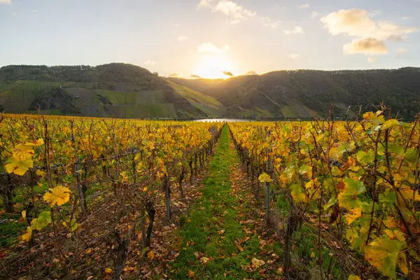 Sonbaharda güzel üzüm bağları, sarı yapraklar, üzüm bağlarının arasında rüya gibi bir gün doğumu. Moselle 'e giden iki sıra sarmaşığı incele.