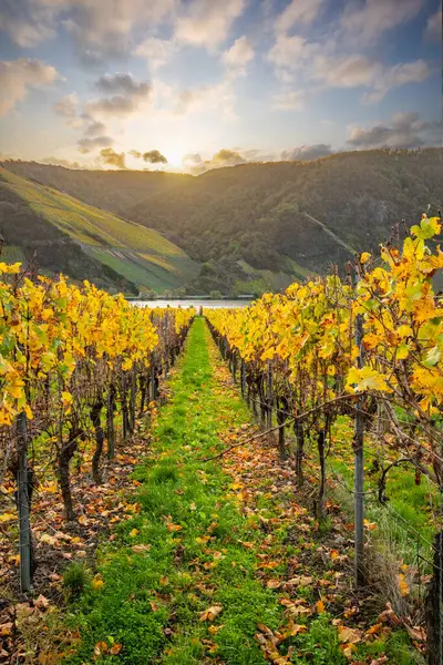 Sonbaharda güzel üzüm bağları, sarı yapraklar, üzüm bağlarının arasında rüya gibi bir gün doğumu. Moselle 'e giden iki sıra sarmaşığı incele.