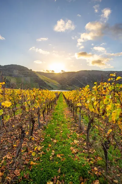Sonbaharda güzel üzüm bağları, sarı yapraklar, üzüm bağlarının arasında rüya gibi bir gün doğumu. Moselle 'e giden iki sıra sarmaşığı incele.