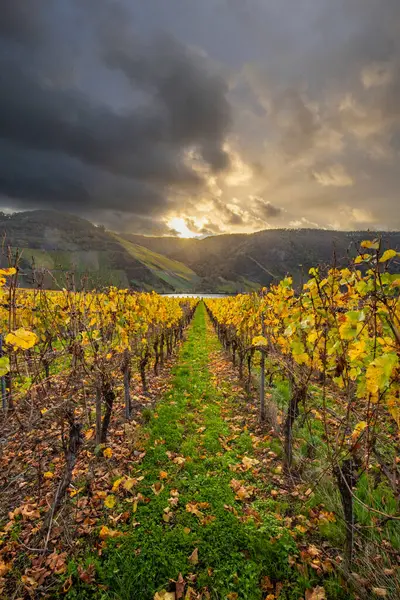 Sonbaharda güzel üzüm bağları, sarı yapraklar, üzüm bağlarının arasında rüya gibi bir gün doğumu. Moselle 'e giden iki sıra sarmaşığı incele.