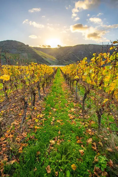 Sonbaharda güzel üzüm bağları, sarı yapraklar, üzüm bağlarının arasında rüya gibi bir gün doğumu. Moselle 'e giden iki sıra sarmaşığı incele.