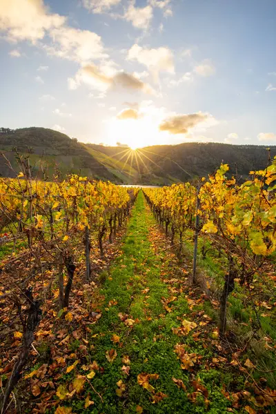Sonbaharda güzel üzüm bağları, sarı yapraklar, üzüm bağlarının arasında rüya gibi bir gün doğumu. Moselle 'e giden iki sıra sarmaşığı incele.