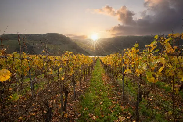 Sonbaharda güzel üzüm bağları, sarı yapraklar, üzüm bağlarının arasında rüya gibi bir gün doğumu. Moselle 'e giden iki sıra sarmaşığı incele.