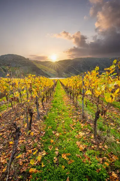 Sonbaharda güzel üzüm bağları, sarı yapraklar, üzüm bağlarının arasında rüya gibi bir gün doğumu. Moselle 'e giden iki sıra sarmaşığı incele.