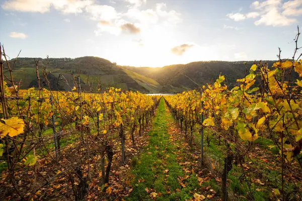 Sonbaharda güzel üzüm bağları, sarı yapraklar, üzüm bağlarının arasında rüya gibi bir gün doğumu. Moselle 'e giden iki sıra sarmaşığı incele.