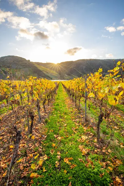 Sonbaharda güzel üzüm bağları, sarı yapraklar, üzüm bağlarının arasında rüya gibi bir gün doğumu. Moselle 'e giden iki sıra sarmaşığı incele.