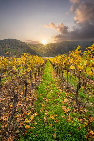 Sonbaharda güzel üzüm bağları, sarı yapraklar, üzüm bağlarının arasında rüya gibi bir gün doğumu. Moselle 'e giden iki sıra sarmaşığı incele.