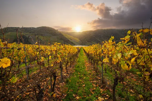 Sonbaharda güzel üzüm bağları, sarı yapraklar, üzüm bağlarının arasında rüya gibi bir gün doğumu. Moselle 'e giden iki sıra sarmaşığı incele.