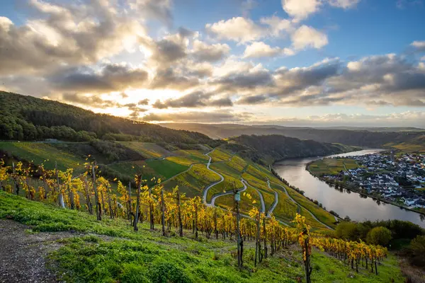 Sonbaharda güzel üzüm bağları, sarı yapraklar, üzüm bağlarının arasında rüya gibi bir gün doğumu. Yollar, Piesport yakınlarındaki güneşli Moselle Vadisi 'nin dik yamaçlarından geçiyor..