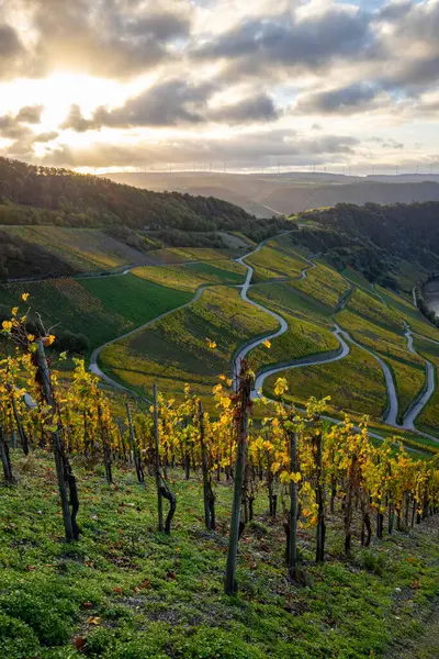 Sonbaharda güzel üzüm bağları, sarı yapraklar, üzüm bağlarının arasında rüya gibi bir gün doğumu. Yollar, Piesport yakınlarındaki güneşli Moselle Vadisi 'nin dik yamaçlarından geçiyor..