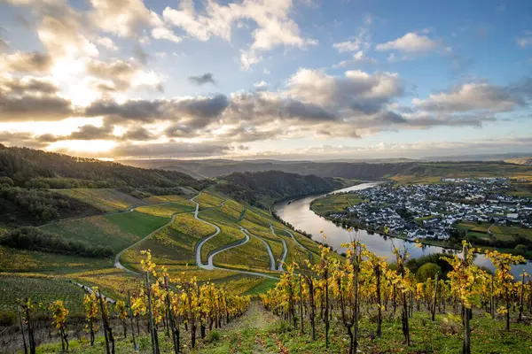 Sonbaharda güzel üzüm bağları, sarı yapraklar, üzüm bağlarının arasında rüya gibi bir gün doğumu. Yollar, Piesport yakınlarındaki güneşli Moselle Vadisi 'nin dik yamaçlarından geçiyor..
