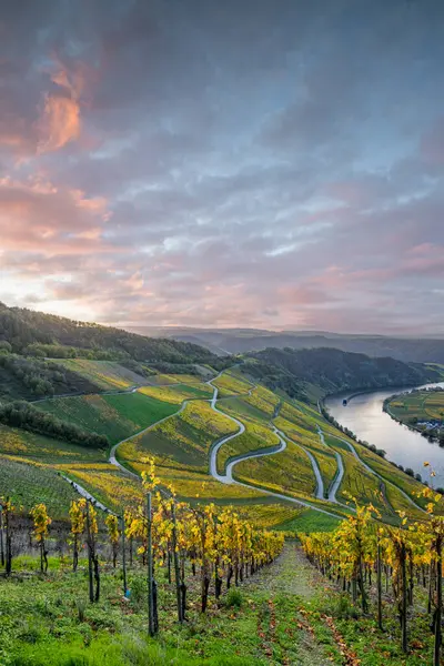 Sonbaharda güzel üzüm bağları, sarı yapraklar, üzüm bağlarının arasında rüya gibi bir gün doğumu. Yollar, Piesport yakınlarındaki güneşli Moselle Vadisi 'nin dik yamaçlarından geçiyor..