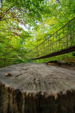 Bir vadi üzerindeki ahşap asma köprü, Alman ormanındaki güzel doğa ve ağaçlar.