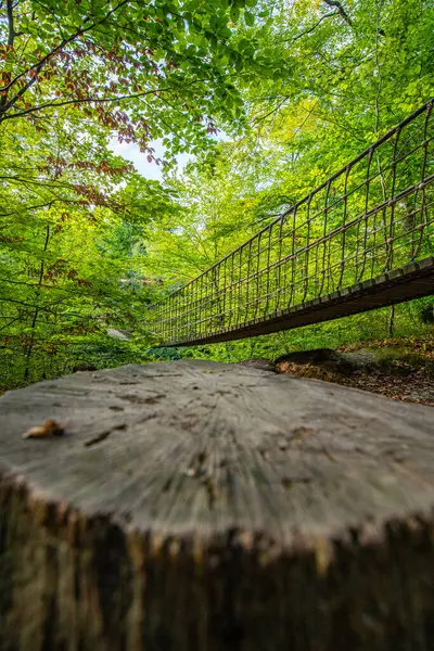 Bir vadi üzerindeki ahşap asma köprü, Alman ormanındaki güzel doğa ve ağaçlar.