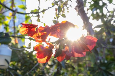 Girit, Yunanistan 'ın güneş ışığında güzel kırmızı çiçekli begonviller