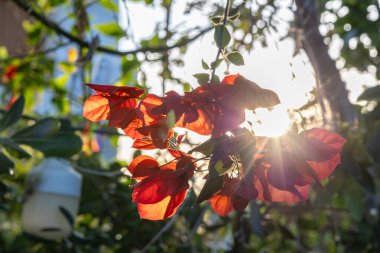 Girit, Yunanistan 'ın güneş ışığında güzel kırmızı çiçekli begonviller