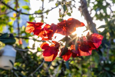 Girit, Yunanistan 'ın güneş ışığında güzel kırmızı çiçekli begonviller