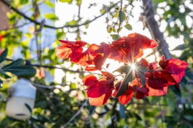Girit, Yunanistan 'ın güneş ışığında güzel kırmızı çiçekli begonviller