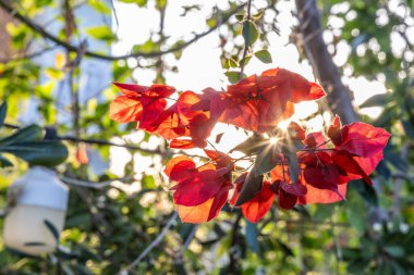 Girit, Yunanistan 'ın güneş ışığında güzel kırmızı çiçekli begonviller