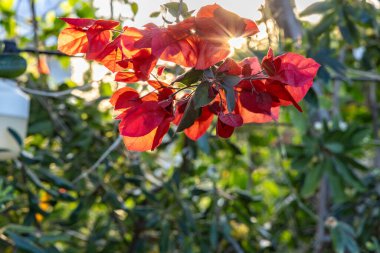 Girit, Yunanistan 'ın güneş ışığında güzel kırmızı çiçekli begonviller