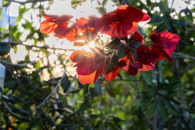Girit, Yunanistan 'ın güneş ışığında güzel kırmızı çiçekli begonviller