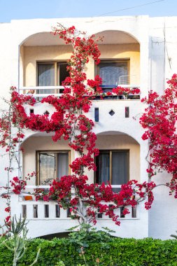 Girit, Yunanistan 'ın güneş ışığında güzel kırmızı çiçekli begonviller