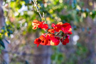 Girit, Yunanistan 'ın güneş ışığında güzel kırmızı çiçekli begonviller