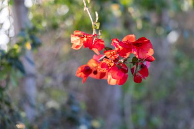 Girit, Yunanistan 'ın güneş ışığında güzel kırmızı çiçekli begonviller