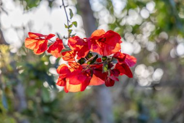 Girit, Yunanistan 'ın güneş ışığında güzel kırmızı çiçekli begonviller