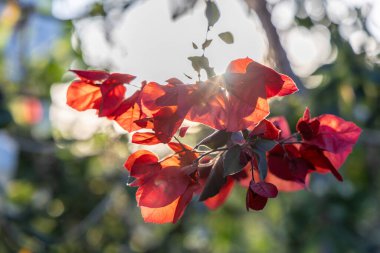 Girit, Yunanistan 'ın güneş ışığında güzel kırmızı çiçekli begonviller