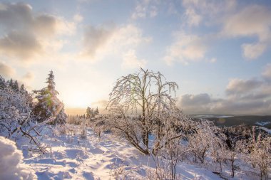 Kış manzarası, gün batımı ve karla kaplı ağaçlar. Taunus Dağları Feldberg 'de kış manzarası Hesse.,