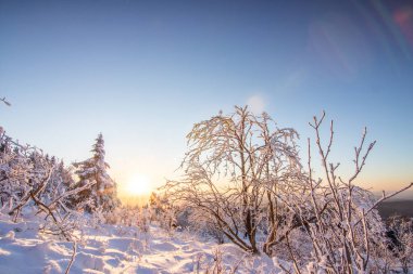 Kış manzarası, gün batımı ve karla kaplı ağaçlar. Taunus Dağları Feldberg 'de kış manzarası Hesse.,