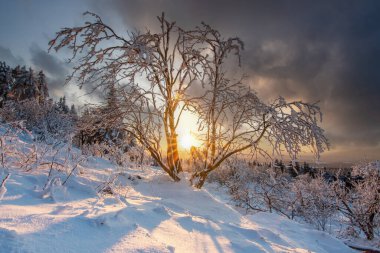 Kış manzarası, gün batımı ve karla kaplı ağaçlar. Taunus Dağları Feldberg 'de kış manzarası Hesse.,
