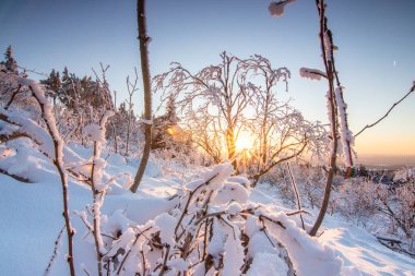 Kış manzarası, gün batımı ve karla kaplı ağaçlar. Taunus Dağları Feldberg 'de kış manzarası Hesse.,