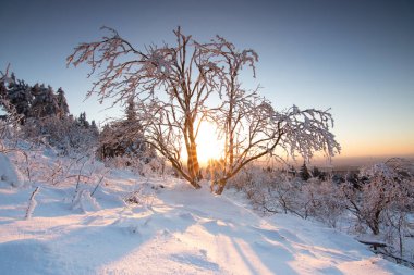 Kış manzarası, gün batımı ve karla kaplı ağaçlar. Taunus Dağları Feldberg 'de kış manzarası Hesse.,